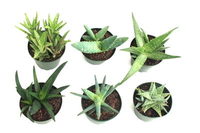 4" Aloe Assortment  